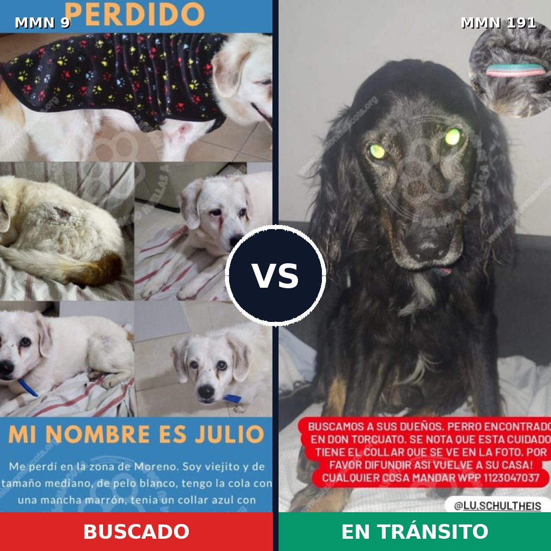 Comparativa MMS 419: mascota perdida y mascota encontrada, 77% de similitud