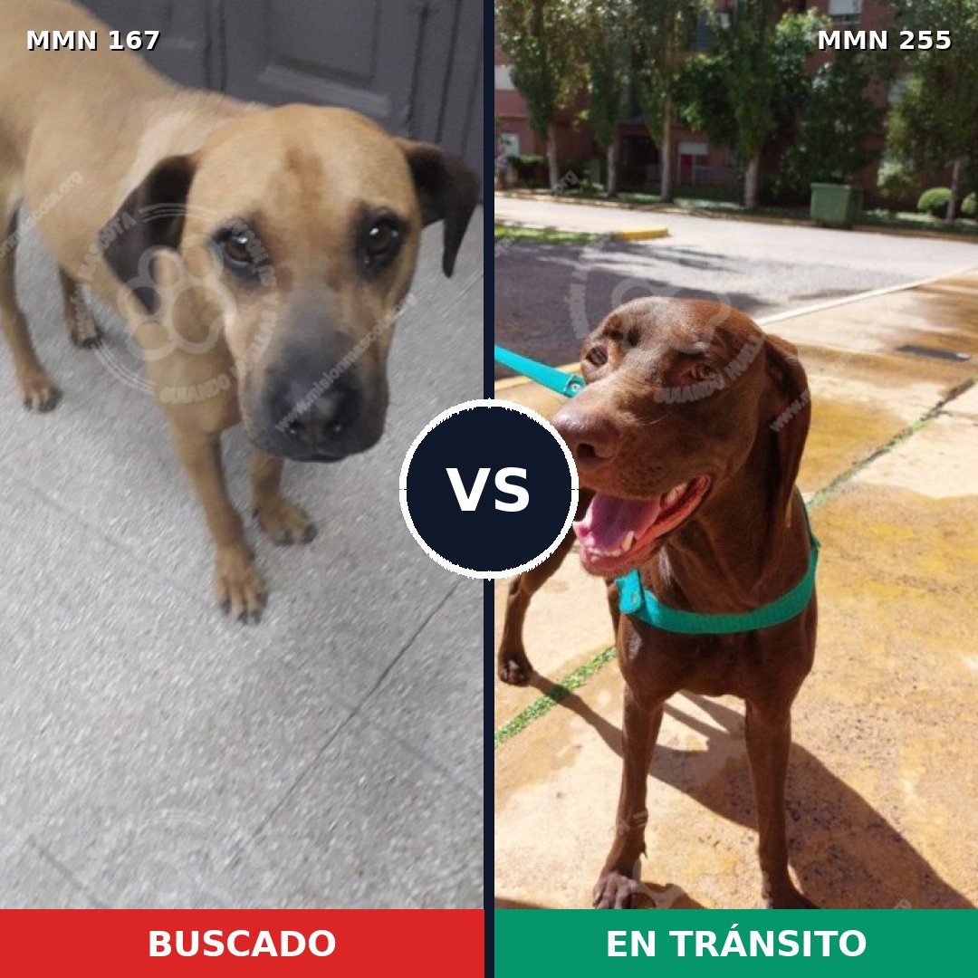 Comparativa MMS 4191: mascota perdida y mascota encontrada, 61% de similitud