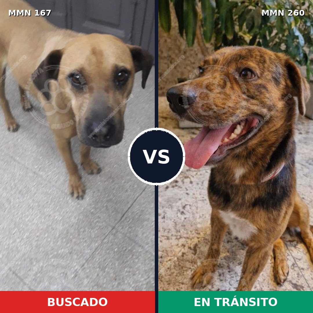 Comparativa MMS 4192: mascota perdida y mascota encontrada, 58% de similitud