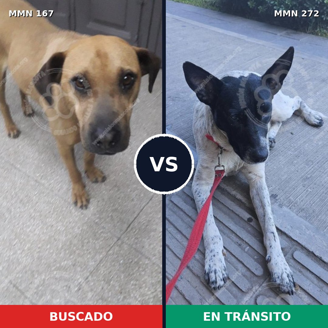 Comparativa MMS 4193: mascota perdida y mascota encontrada, 49% de similitud