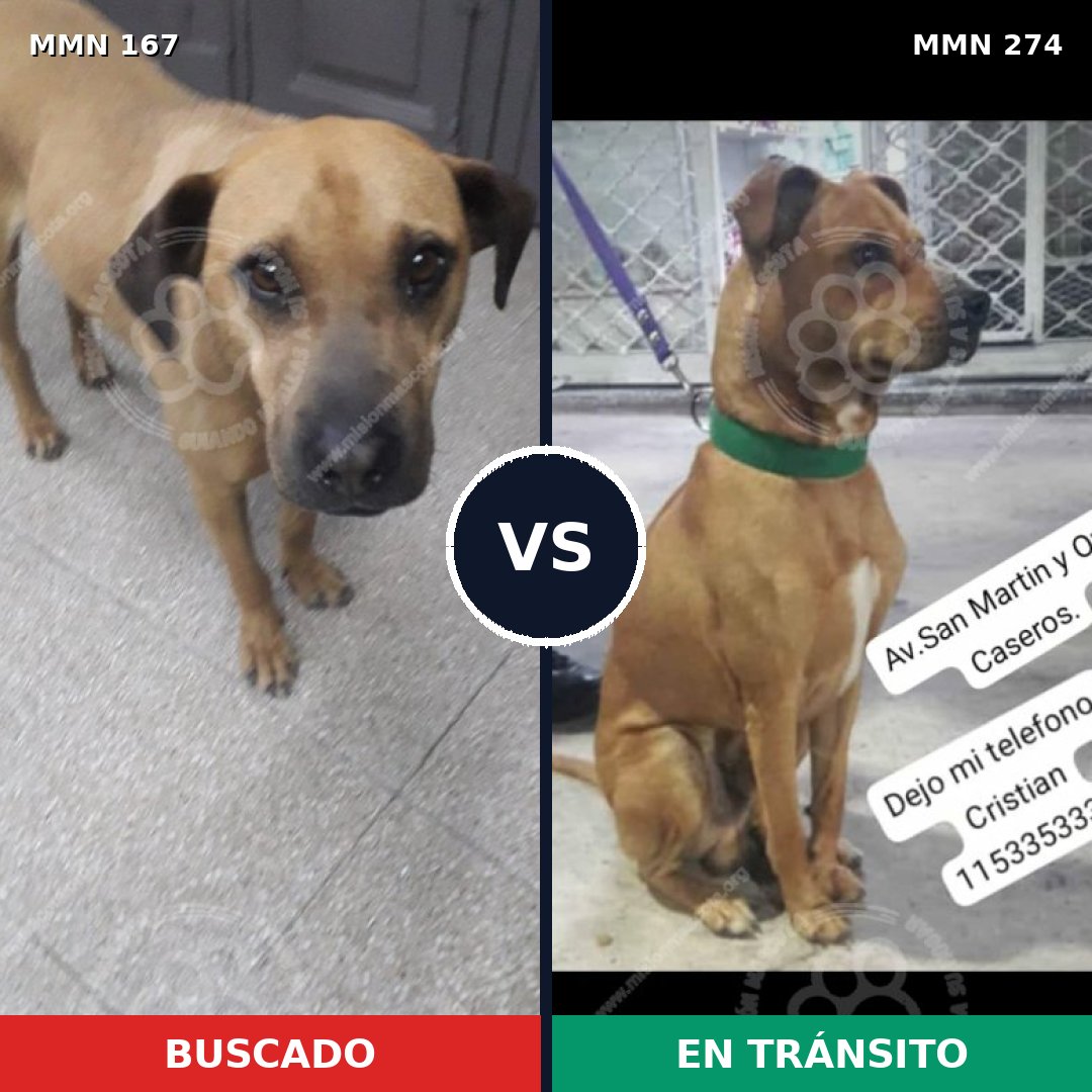 Comparativa MMS 4194: mascota perdida y mascota encontrada, 11% de similitud
