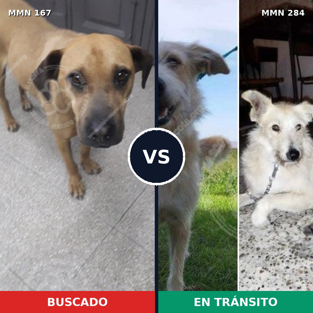 Comparativa MMS 4195: mascota perdida y mascota encontrada, 8% de similitud