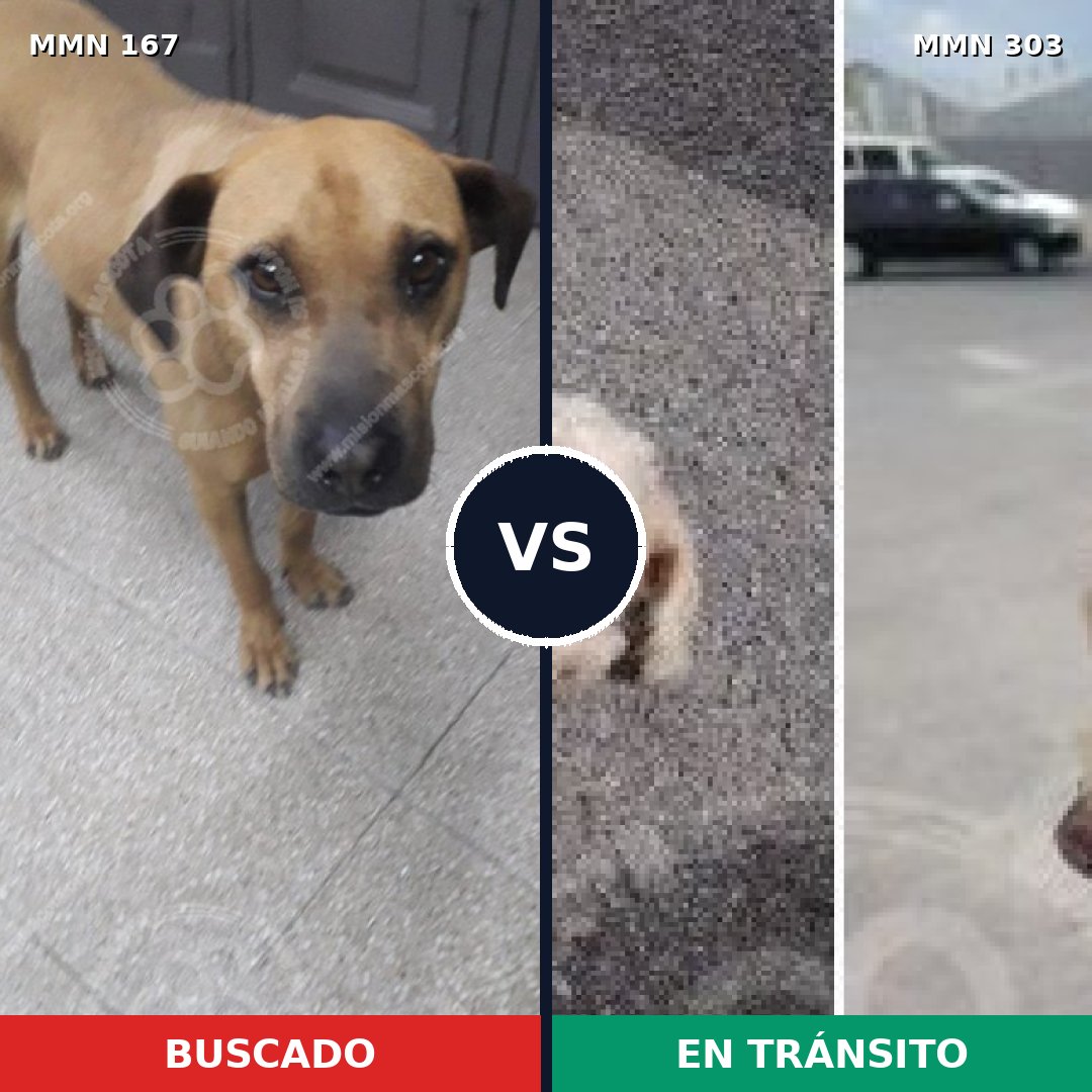 Comparativa MMS 4196: mascota perdida y mascota encontrada, 6% de similitud