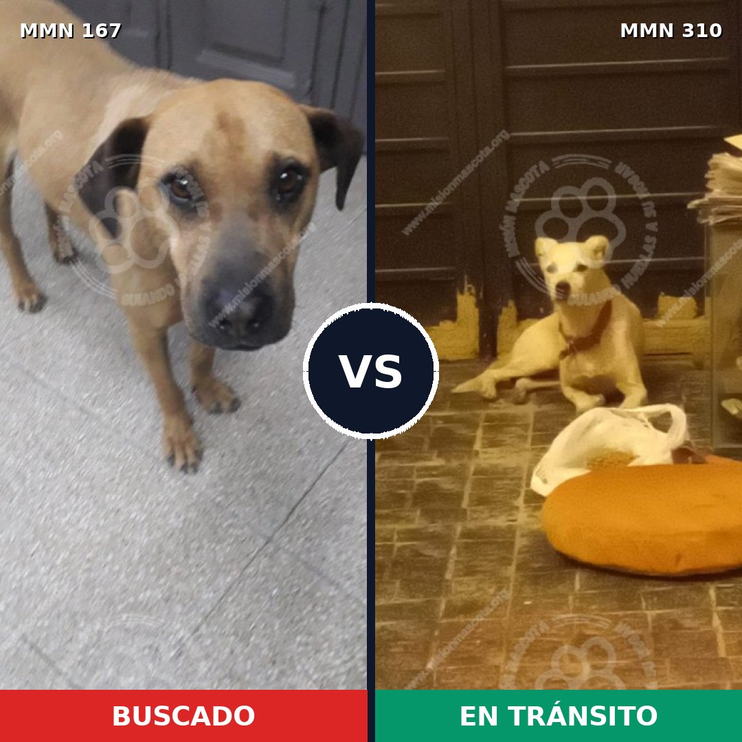 Comparativa MMS 4197: mascota perdida y mascota encontrada, 11% de similitud