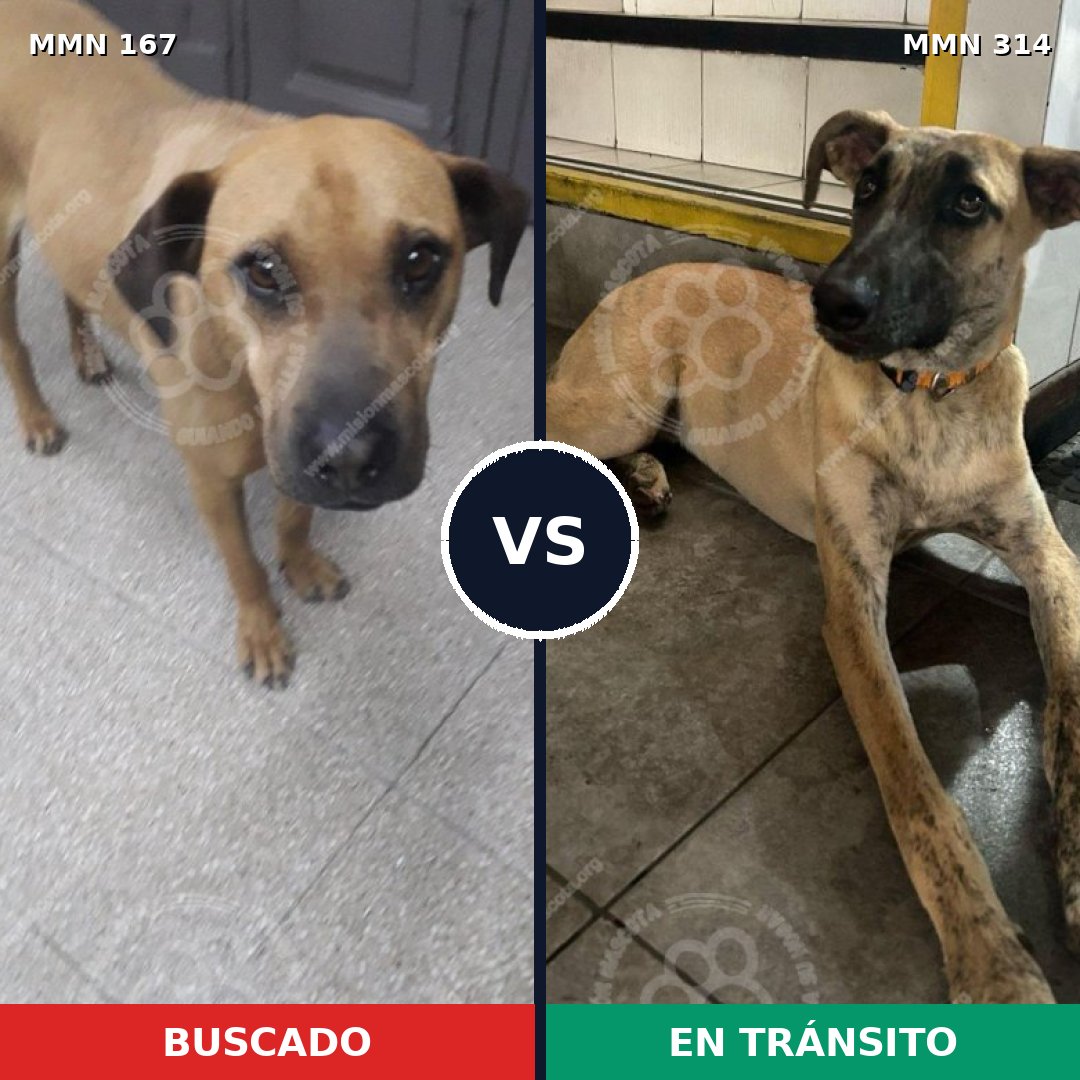 Comparativa MMS 4198: mascota perdida y mascota encontrada, 63% de similitud