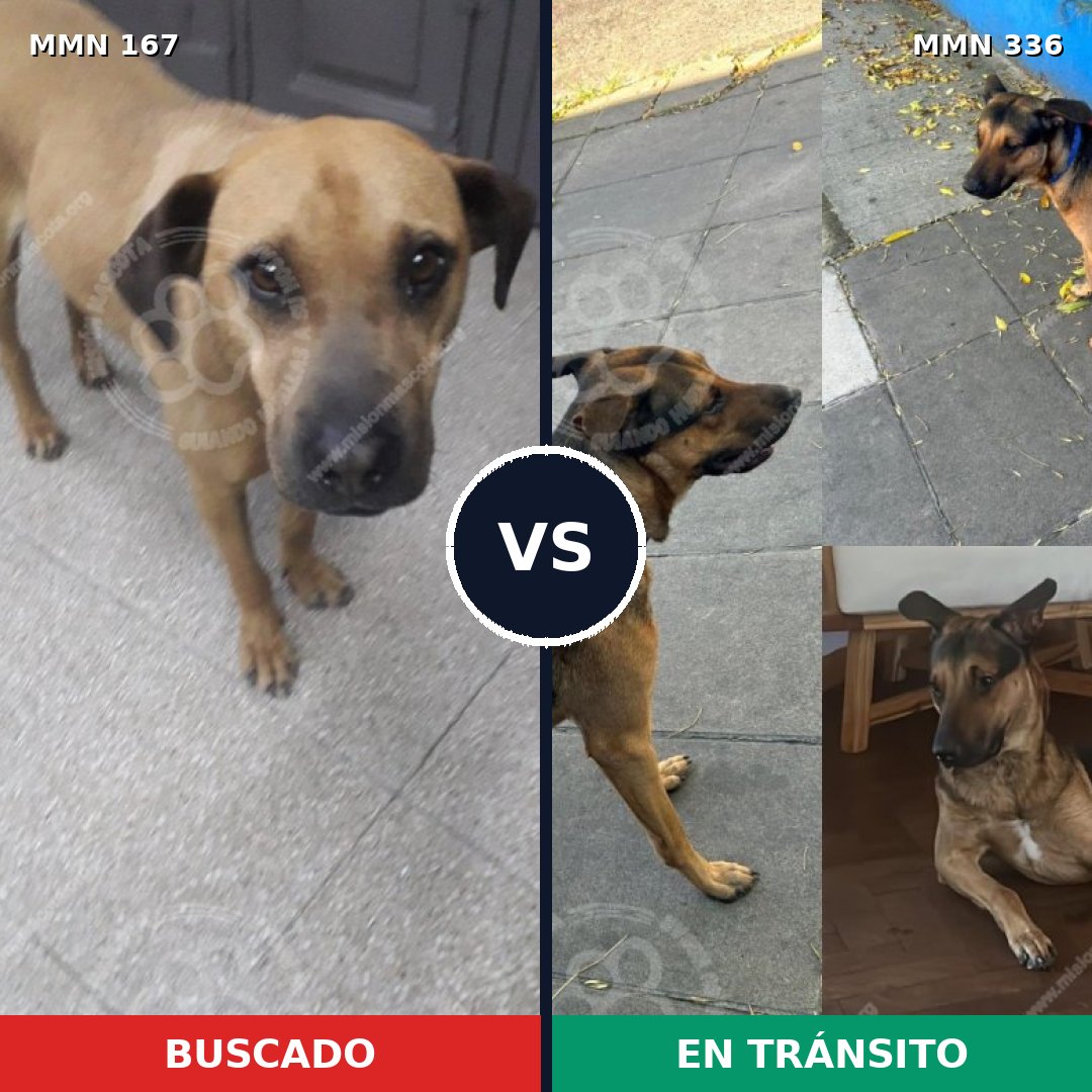 Comparativa MMS 4199: mascota perdida y mascota encontrada, 12% de similitud
