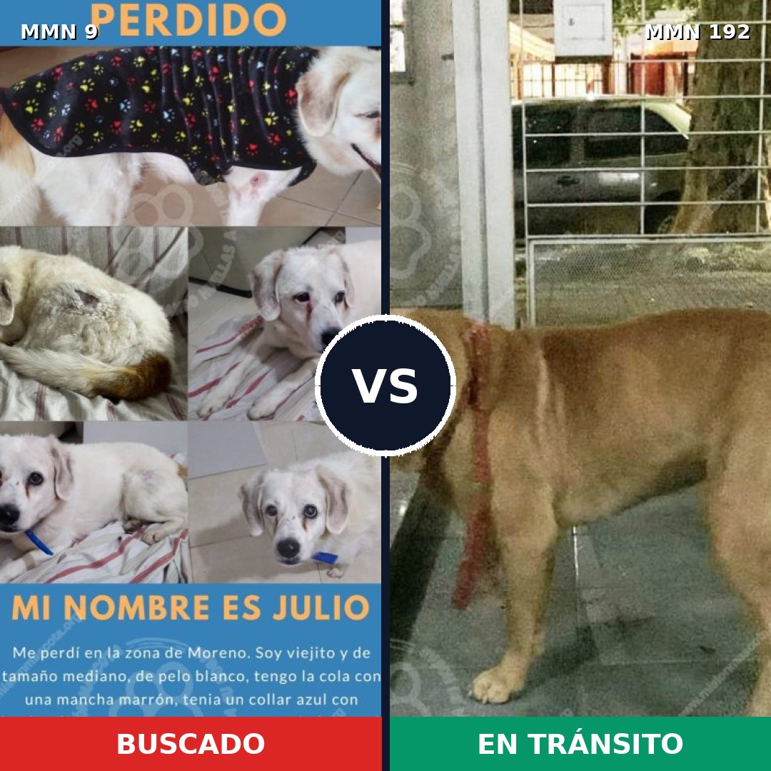 Comparativa MMS 420: mascota perdida y mascota encontrada, 55% de similitud