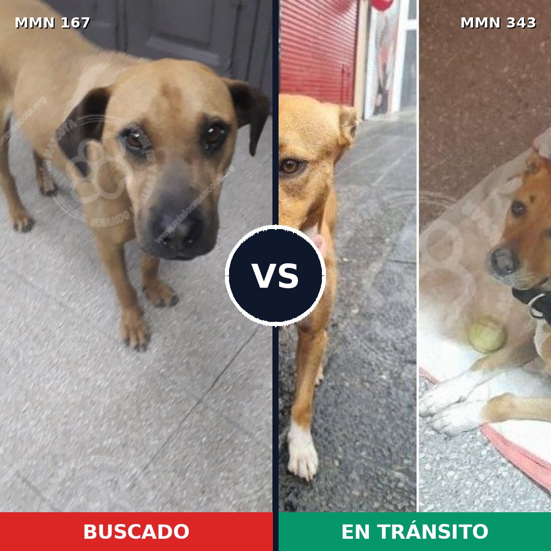 Comparativa MMS 4200: mascota perdida y mascota encontrada, 12% de similitud