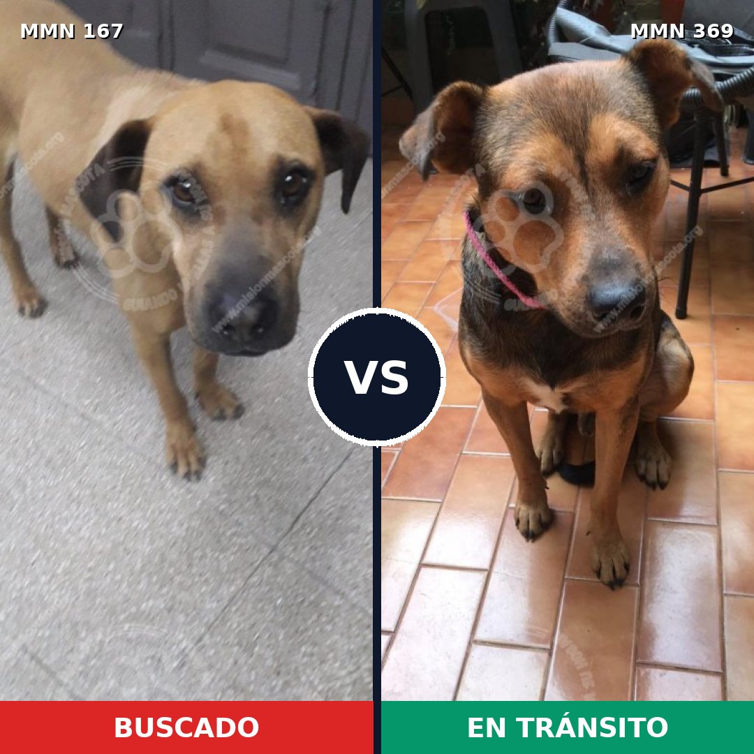 Comparativa MMS 4201: mascota perdida y mascota encontrada, 23% de similitud