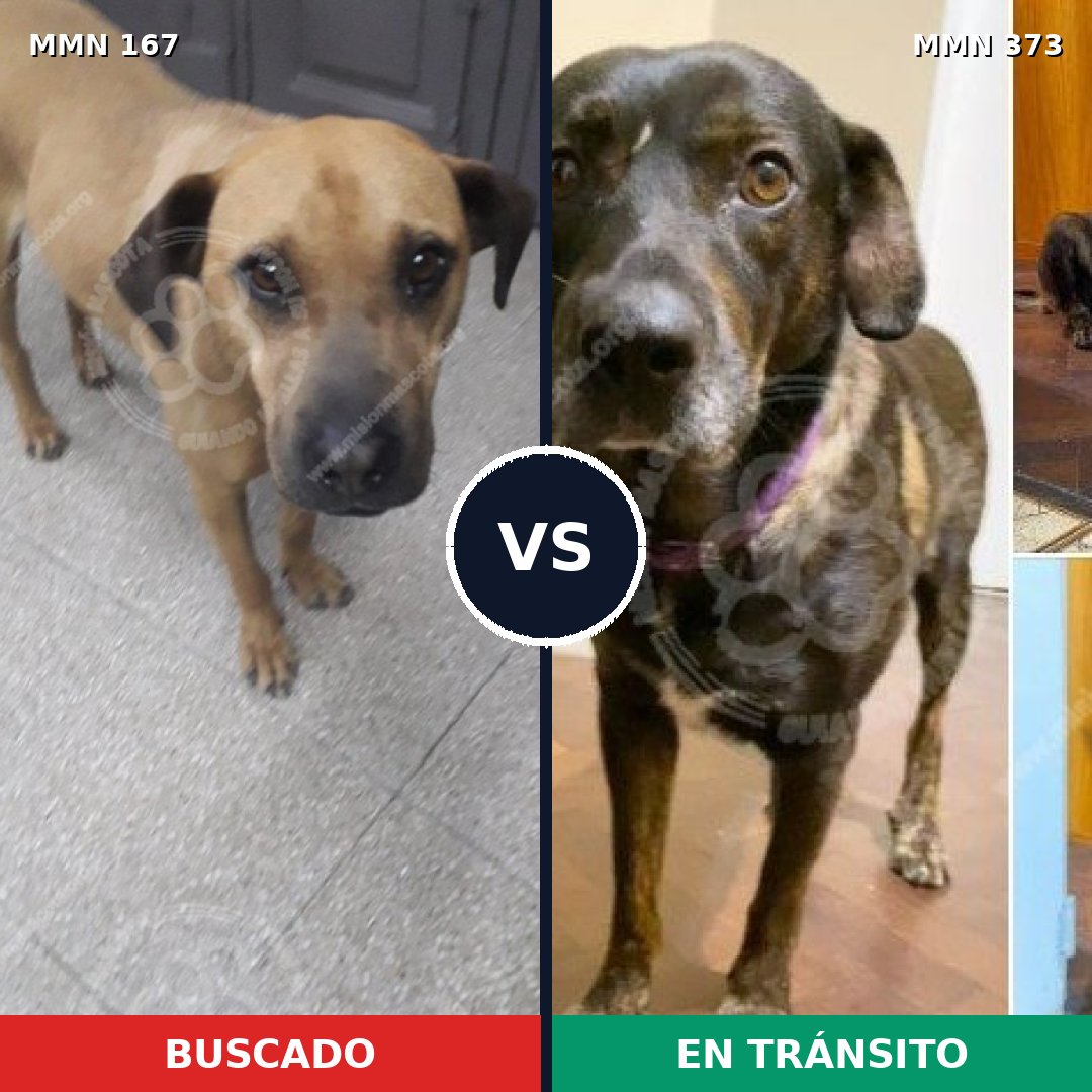 Comparativa MMS 4202: mascota perdida y mascota encontrada, 20% de similitud