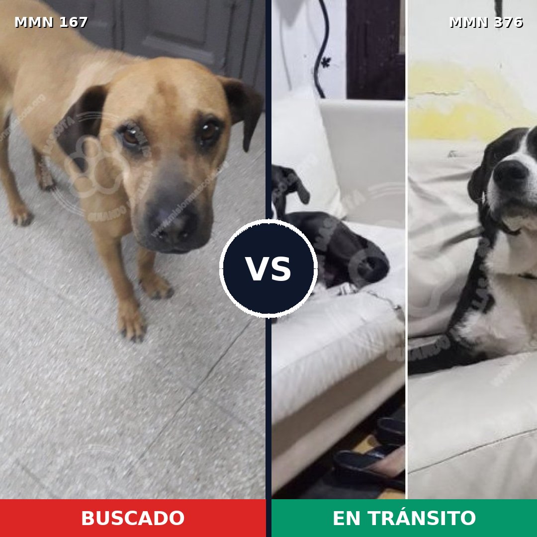 Comparativa MMS 4203: mascota perdida y mascota encontrada, 8% de similitud