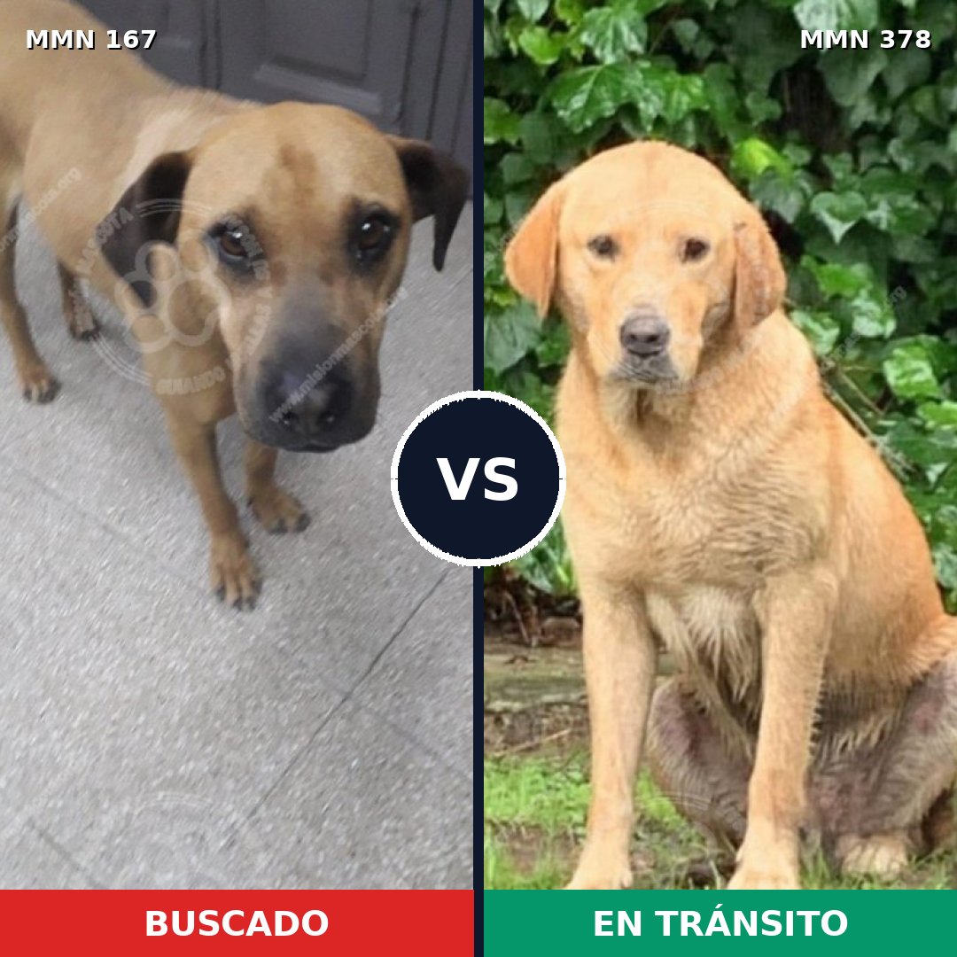 Comparativa MMS 4204: mascota perdida y mascota encontrada, 48% de similitud