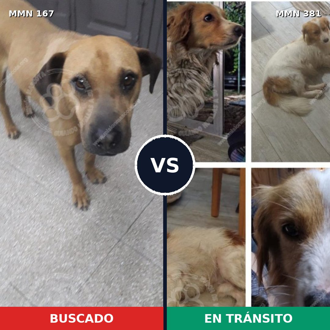Comparativa MMS 4205: mascota perdida y mascota encontrada, 8% de similitud
