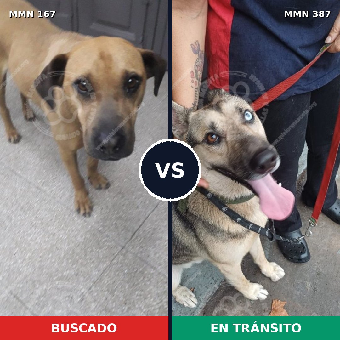 Comparativa MMS 4206: mascota perdida y mascota encontrada, 15% de similitud