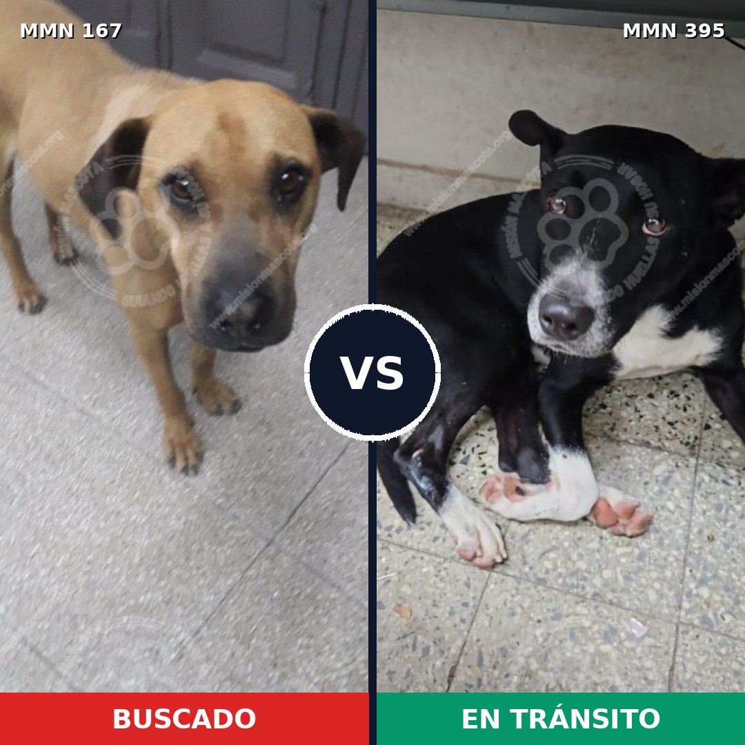 Comparativa MMS 4207: mascota perdida y mascota encontrada, 11% de similitud