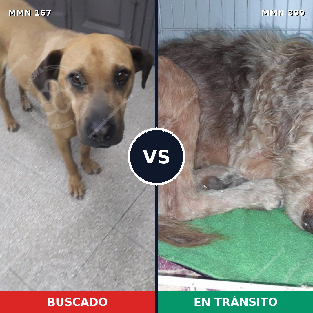 Comparativa MMS 4208: mascota perdida y mascota encontrada, 8% de similitud