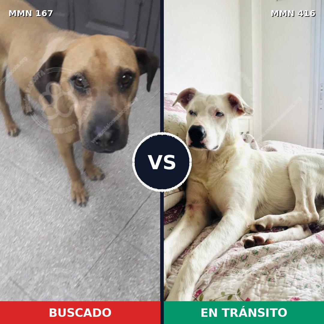 Comparativa MMS 4209: mascota perdida y mascota encontrada, 51% de similitud