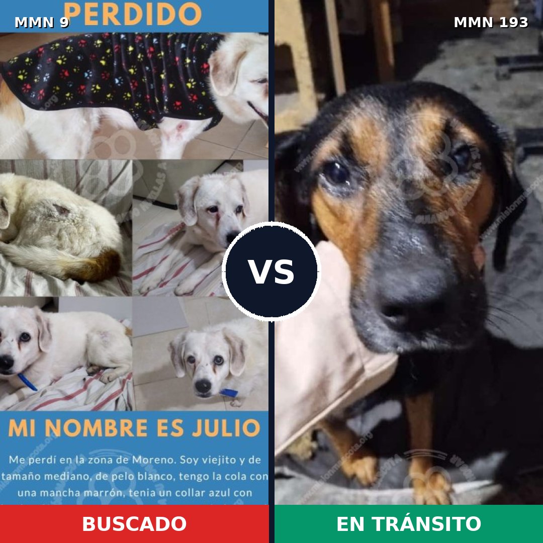 Comparativa MMS 421: mascota perdida y mascota encontrada, 70% de similitud