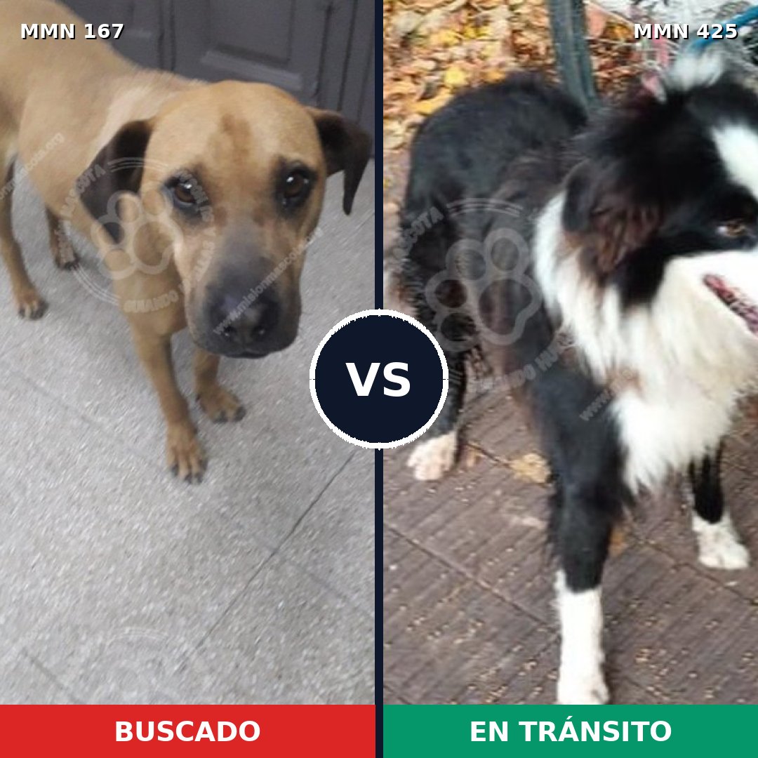 Comparativa MMS 4211: mascota perdida y mascota encontrada, 44% de similitud