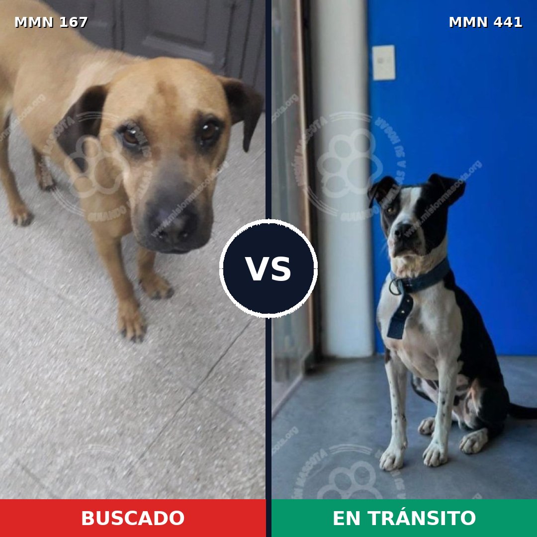 Comparativa MMS 4212: mascota perdida y mascota encontrada, 53% de similitud