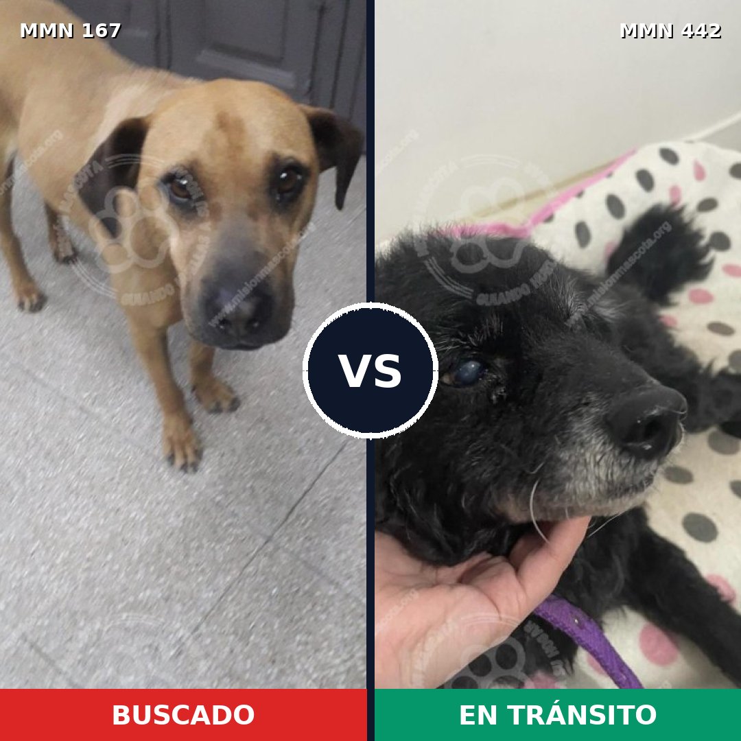 Comparativa MMS 4213: mascota perdida y mascota encontrada, 2% de similitud