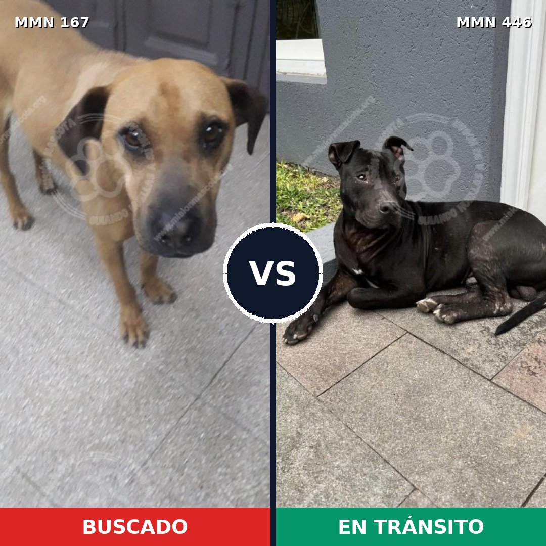Comparativa MMS 4214: mascota perdida y mascota encontrada, 12% de similitud
