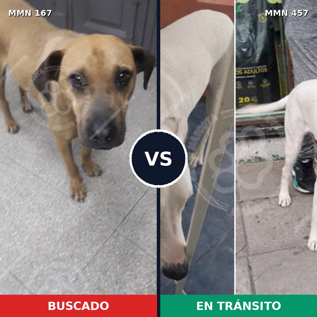 Comparativa MMS 4215: mascota perdida y mascota encontrada, 12% de similitud