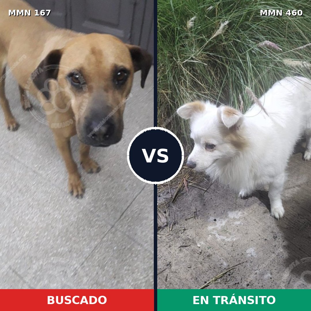 Comparativa MMS 4216: mascota perdida y mascota encontrada, 8% de similitud