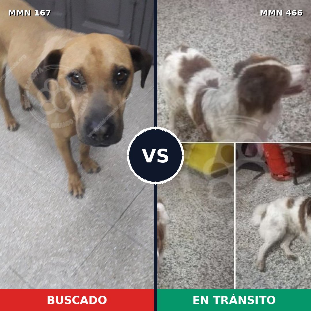 Comparativa MMS 4217: mascota perdida y mascota encontrada, 21% de similitud