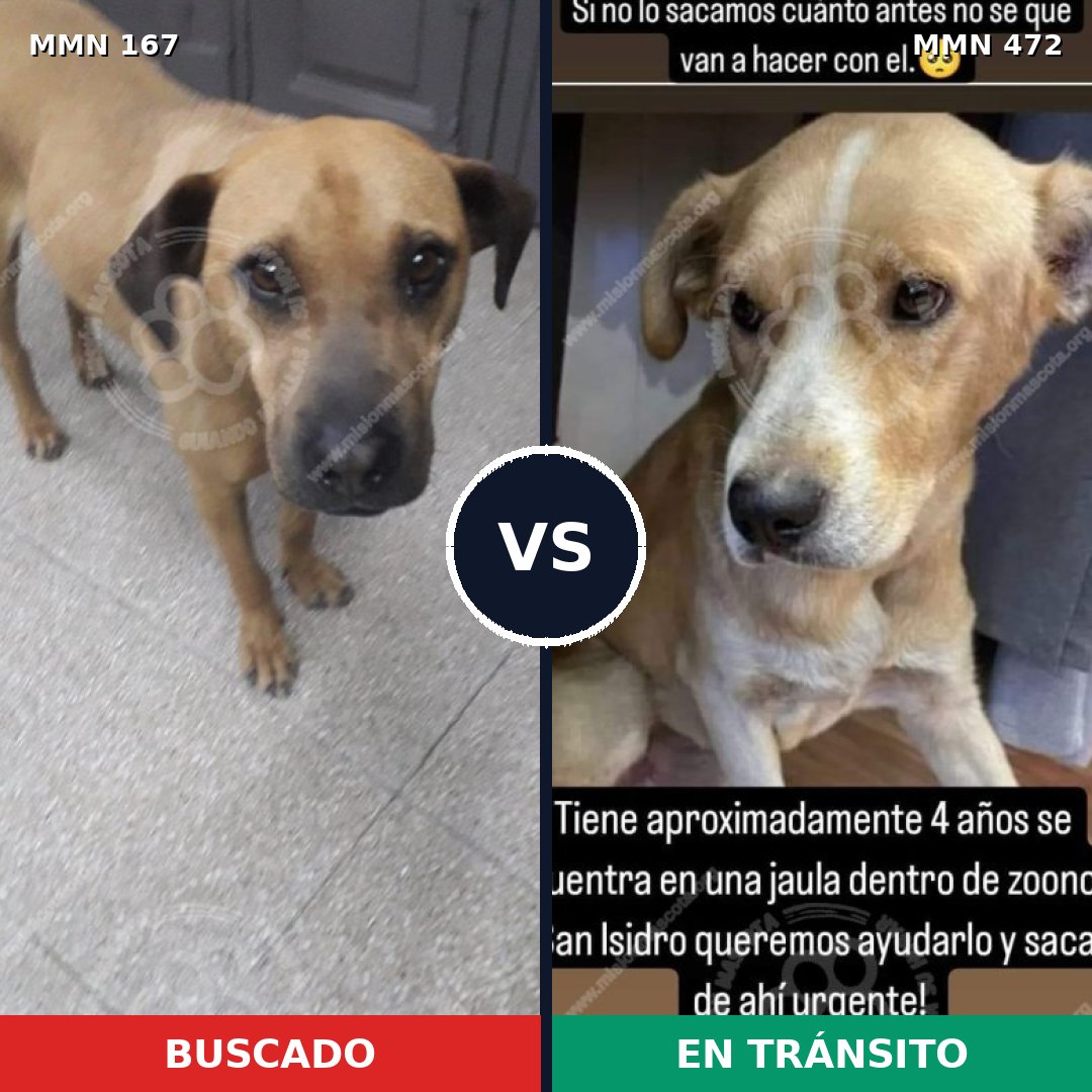 Comparativa MMS 4218: mascota perdida y mascota encontrada, 11% de similitud