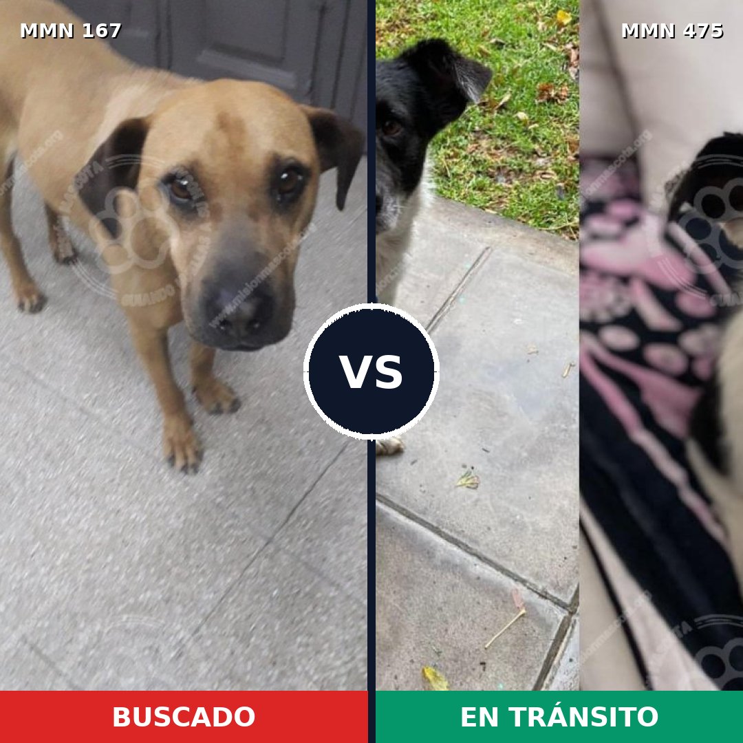Comparativa MMS 4219: mascota perdida y mascota encontrada, 12% de similitud
