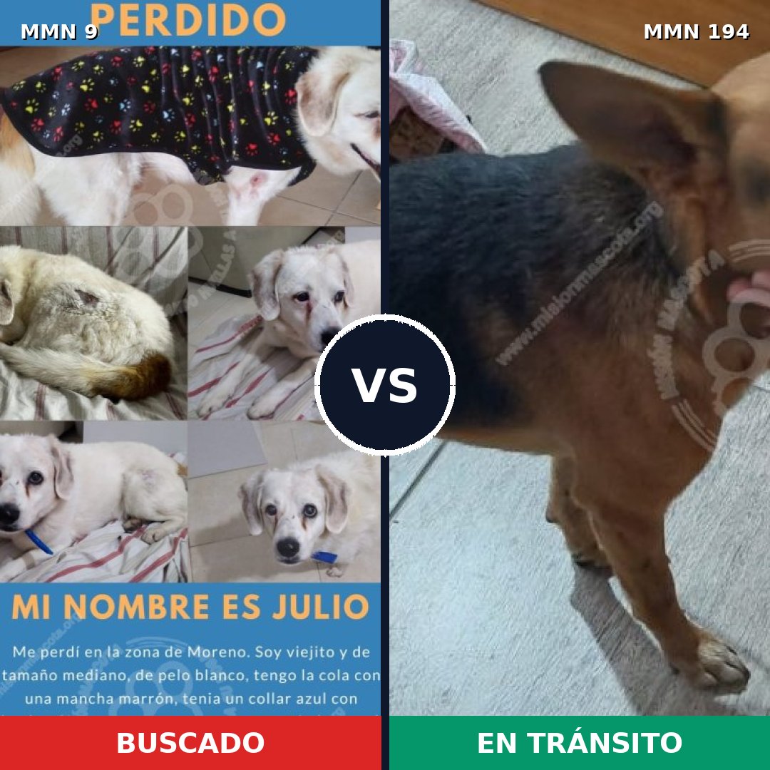 Comparativa MMS 422: mascota perdida y mascota encontrada, 73% de similitud