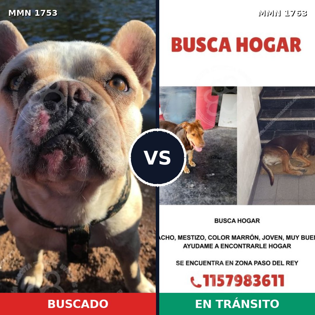 Comparativa MMS 42209: mascota perdida y mascota encontrada, 15% de similitud
