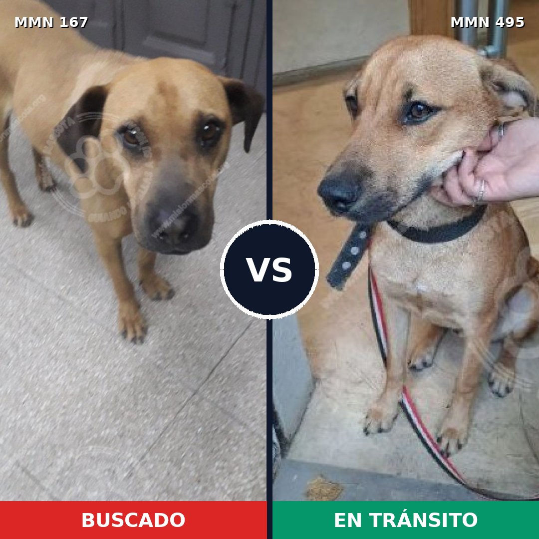 Comparativa MMS 4221: mascota perdida y mascota encontrada, 10% de similitud
