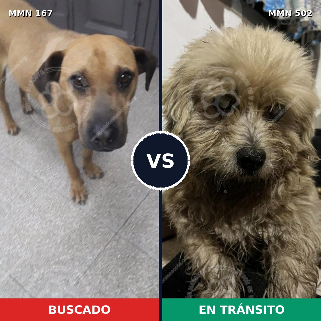 Comparativa MMS 4222: mascota perdida y mascota encontrada, 20% de similitud