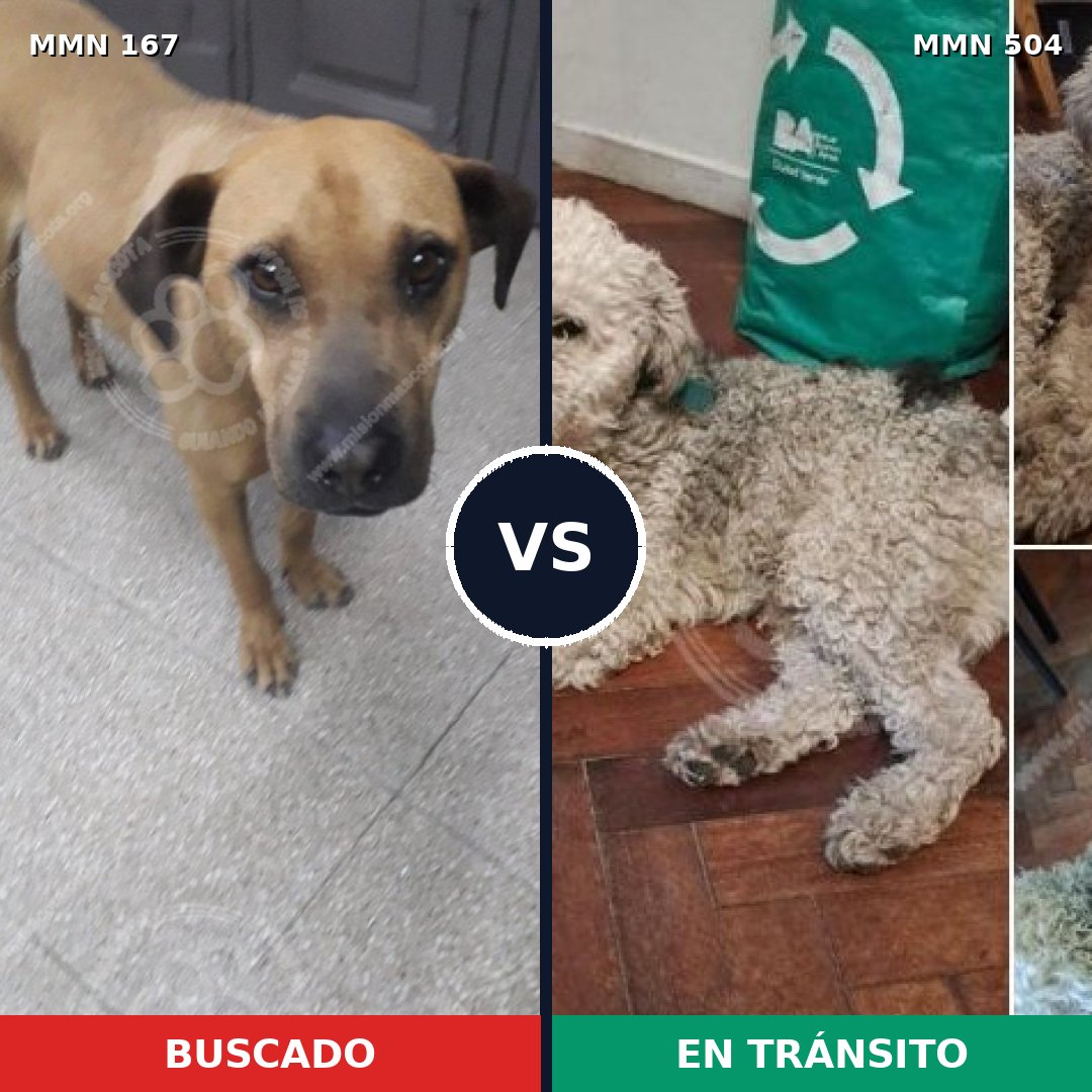 Comparativa MMS 4223: mascota perdida y mascota encontrada, 8% de similitud