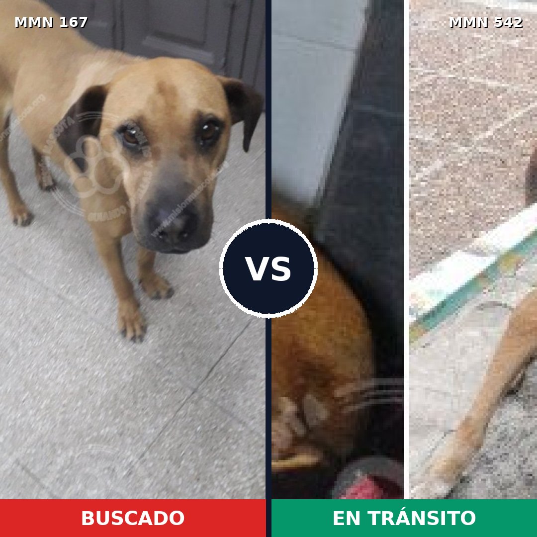 Comparativa MMS 4226: mascota perdida y mascota encontrada, 71% de similitud