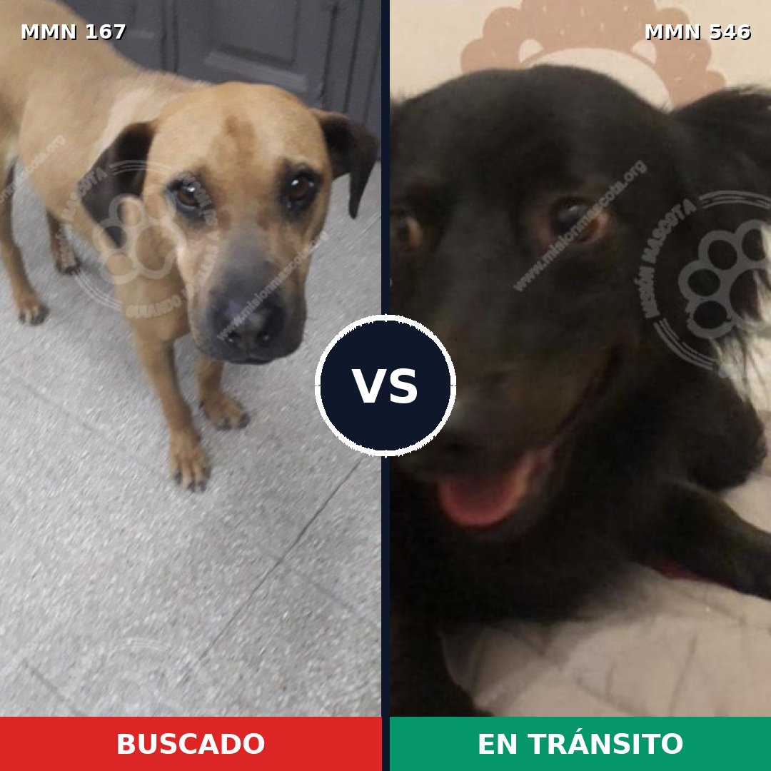 Comparativa MMS 4227: mascota perdida y mascota encontrada, 8% de similitud