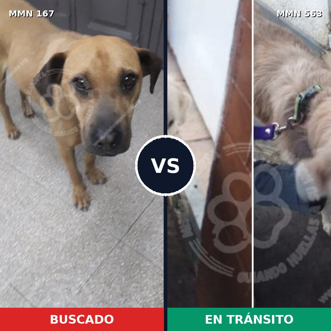 Comparativa MMS 4229: mascota perdida y mascota encontrada, 6% de similitud