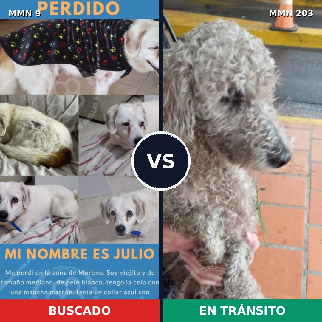 Comparativa MMS 423: mascota perdida y mascota encontrada, 45% de similitud