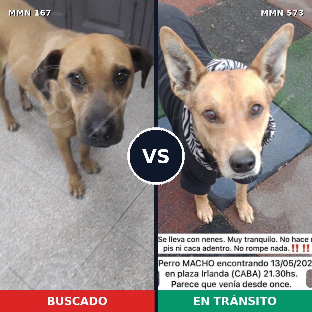 Comparativa MMS 4230: mascota perdida y mascota encontrada, 12% de similitud