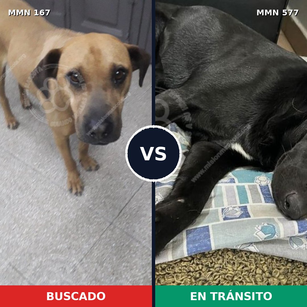 Comparativa MMS 4231: mascota perdida y mascota encontrada, 6% de similitud