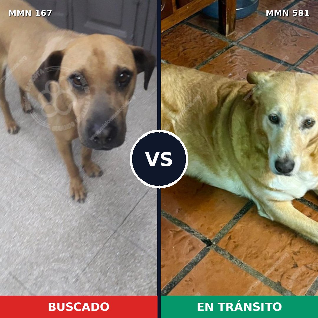 Comparativa MMS 4232: mascota perdida y mascota encontrada, 64% de similitud