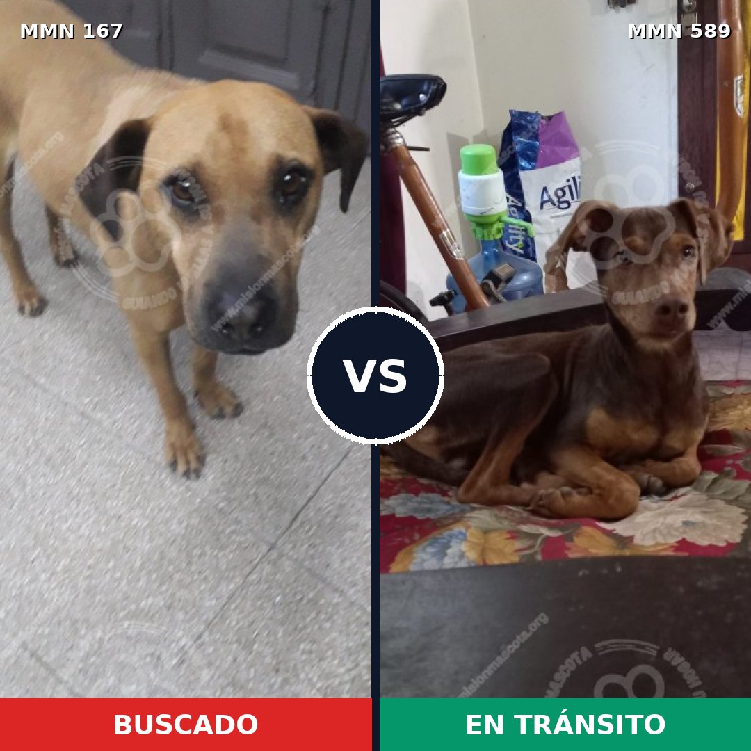 Comparativa MMS 4233: mascota perdida y mascota encontrada, 30% de similitud