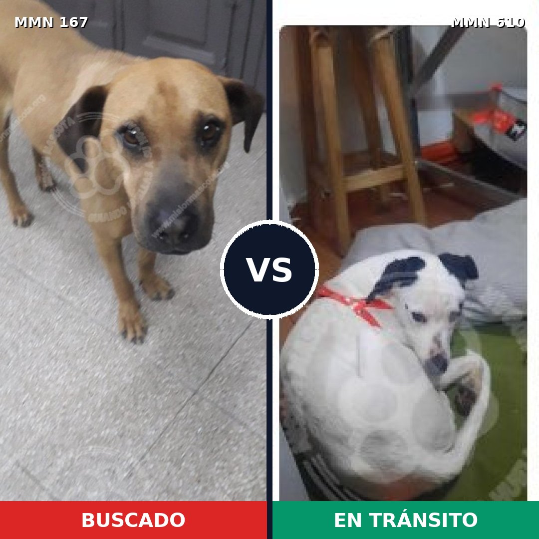 Comparativa MMS 4234: mascota perdida y mascota encontrada, 11% de similitud