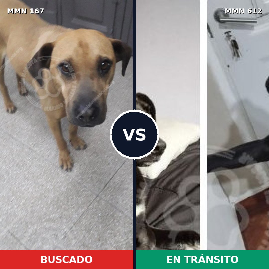 Comparativa MMS 4235: mascota perdida y mascota encontrada, 6% de similitud