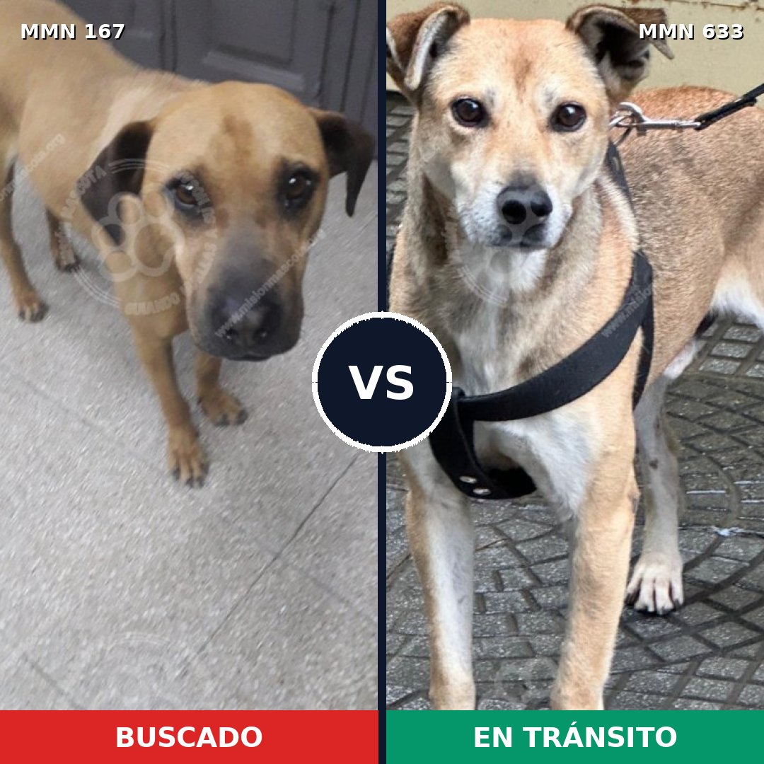 Comparativa MMS 4236: mascota perdida y mascota encontrada, 8% de similitud