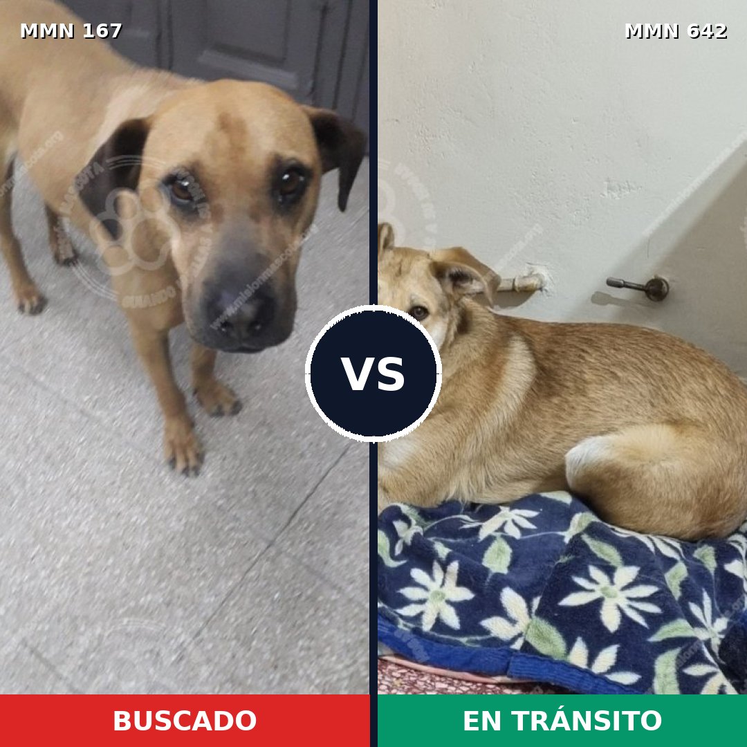 Comparativa MMS 4237: mascota perdida y mascota encontrada, 47% de similitud
