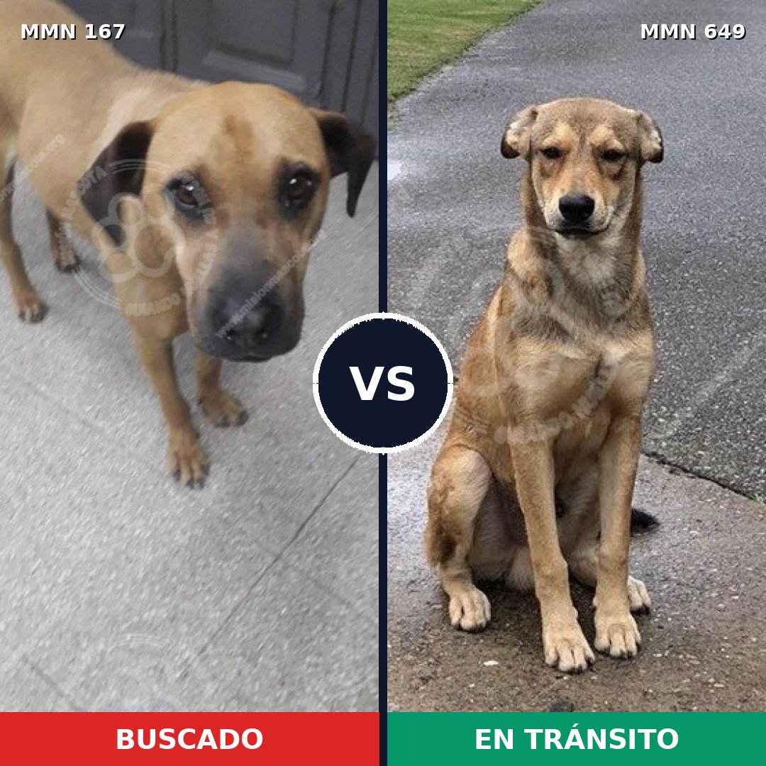 Comparativa MMS 4238: mascota perdida y mascota encontrada, 44% de similitud