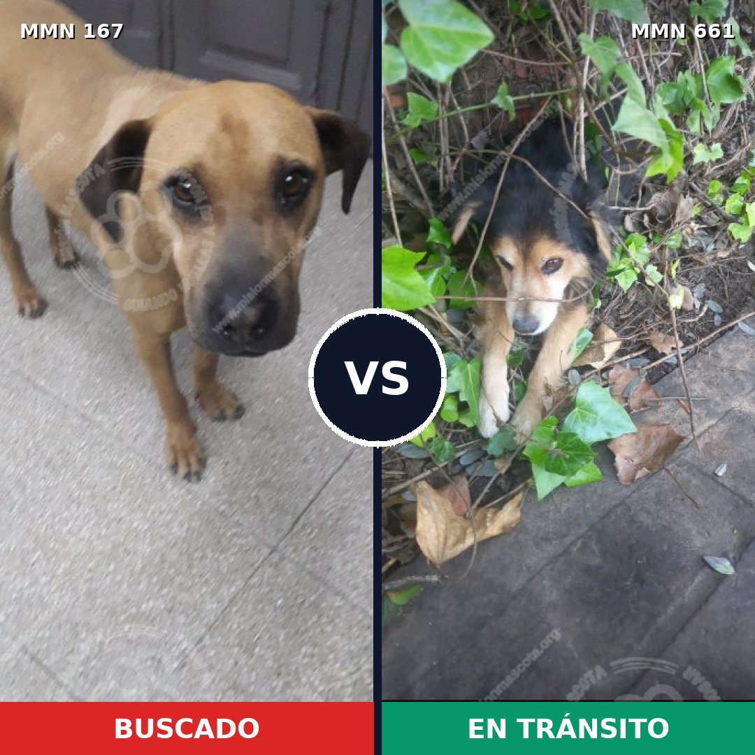 Comparativa MMS 4239: mascota perdida y mascota encontrada, 11% de similitud